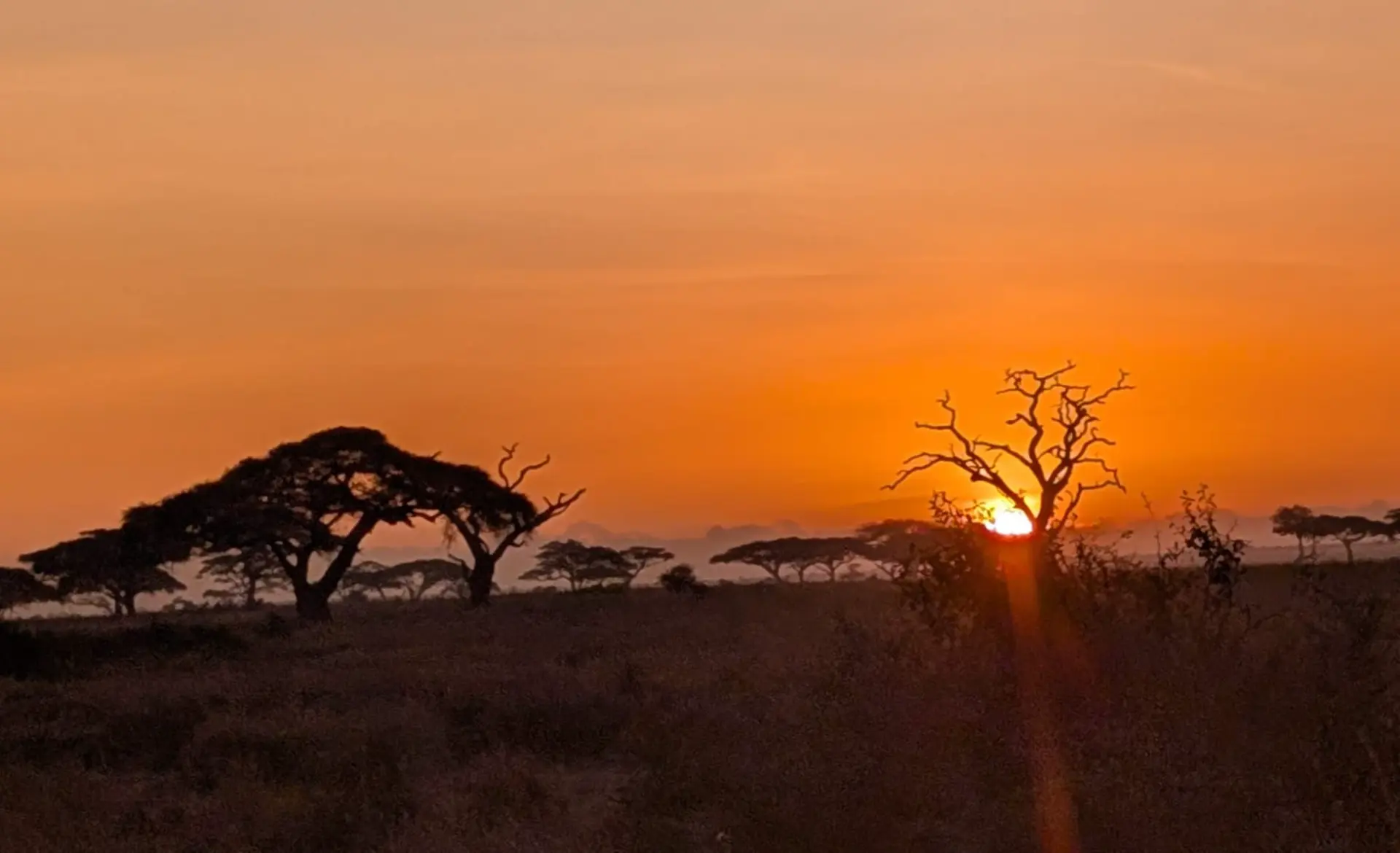 Acacia trees silhouetted against an orange sunset on the Serengeti plains in Tanzania