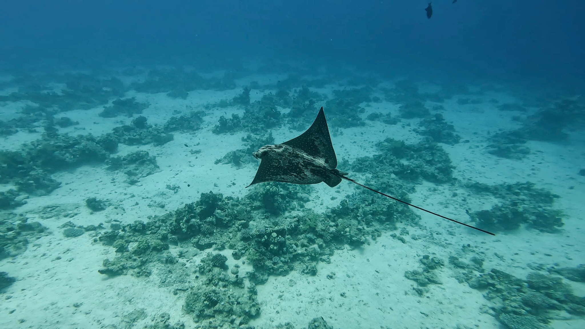 A spotted eagle ray gliding over a sandy seabed scattered with coral in clear blue water, Red Sea, Egypt