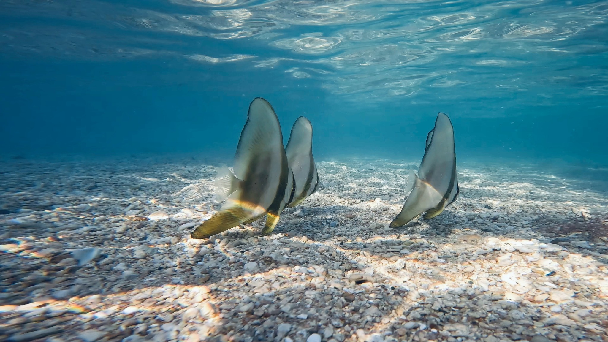 Three batfish swimming close to a bright shell-strewn seabed in shallow sunlit water, Red Sea, Egypt