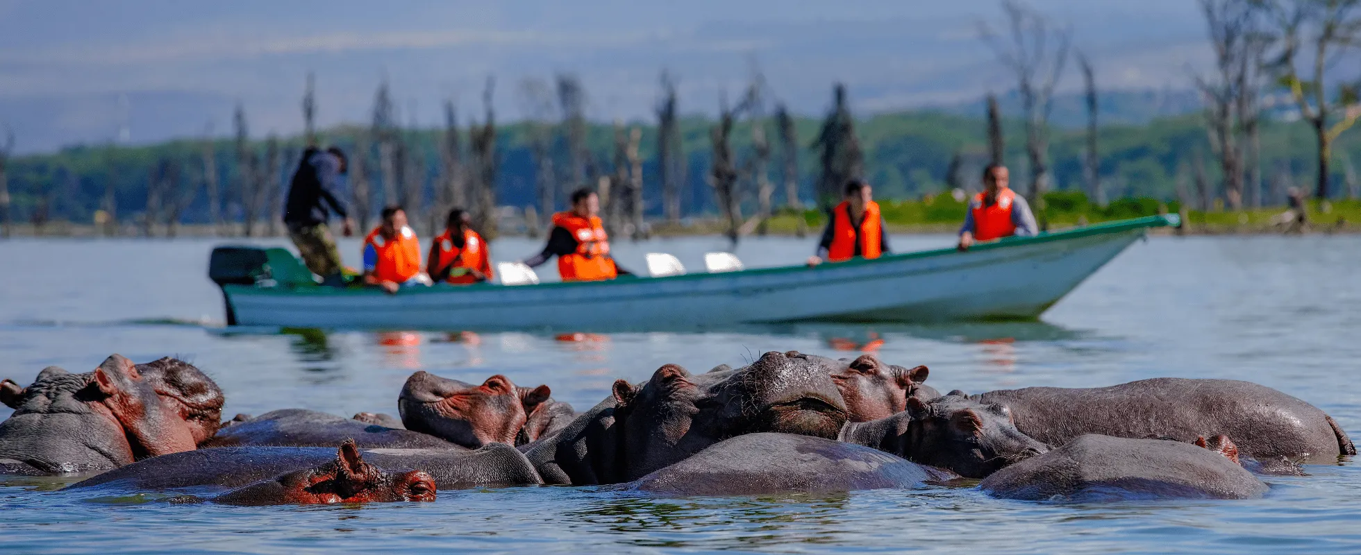 Guests in life jackets on a small green boat on Lake Naivasha with a group of hippos in the water in the foreground, Kenya