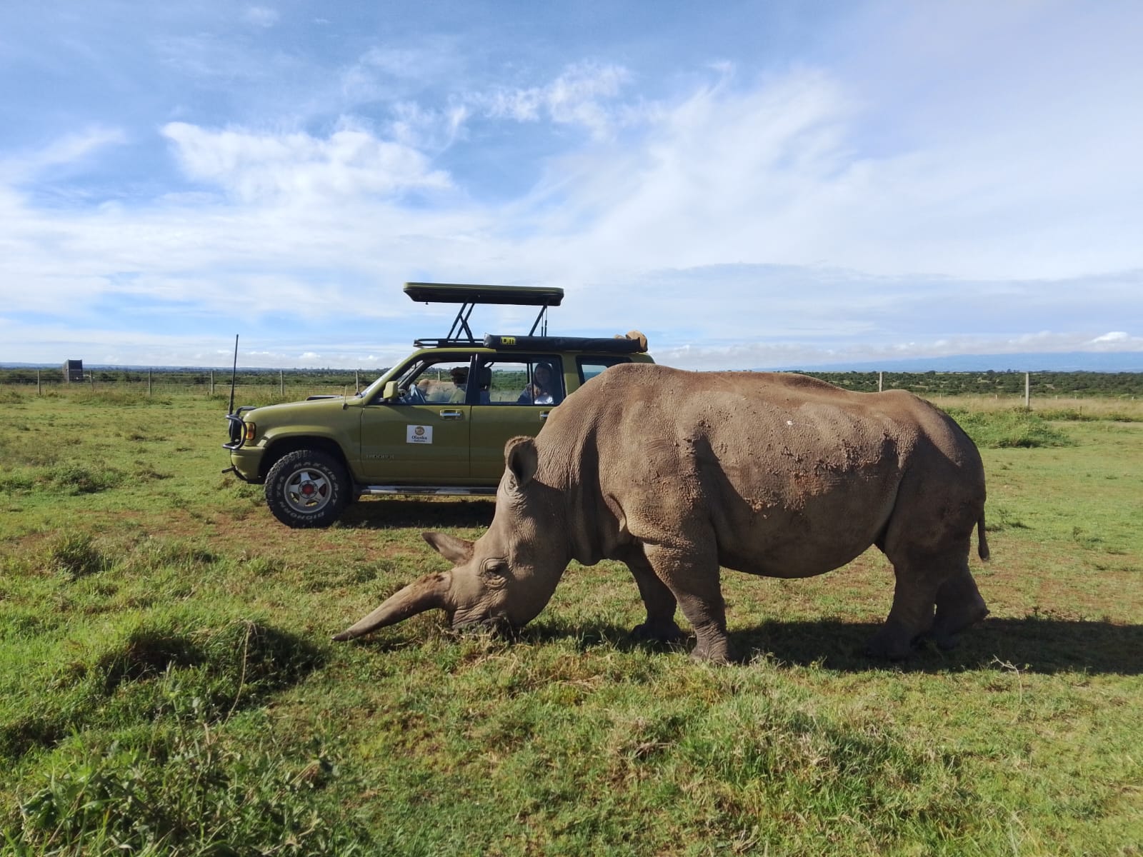 A white rhinoceros grazing on open grassland beside a green safari vehicle at Ol Pejeta Conservancy in Kenya