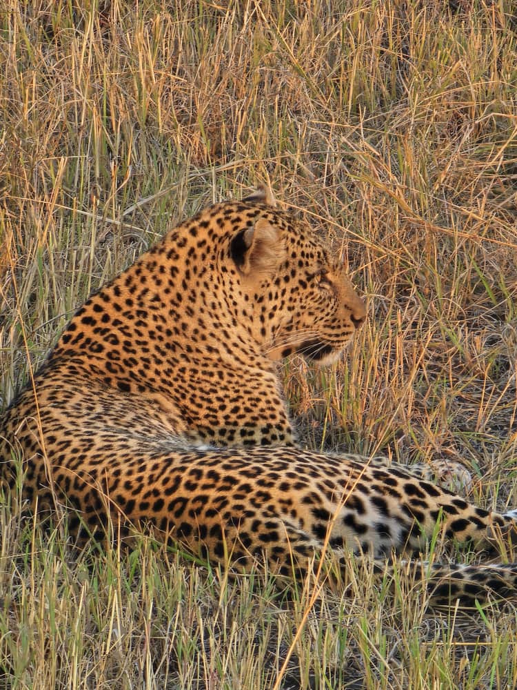 A leopard resting in tall golden grass in Kenya