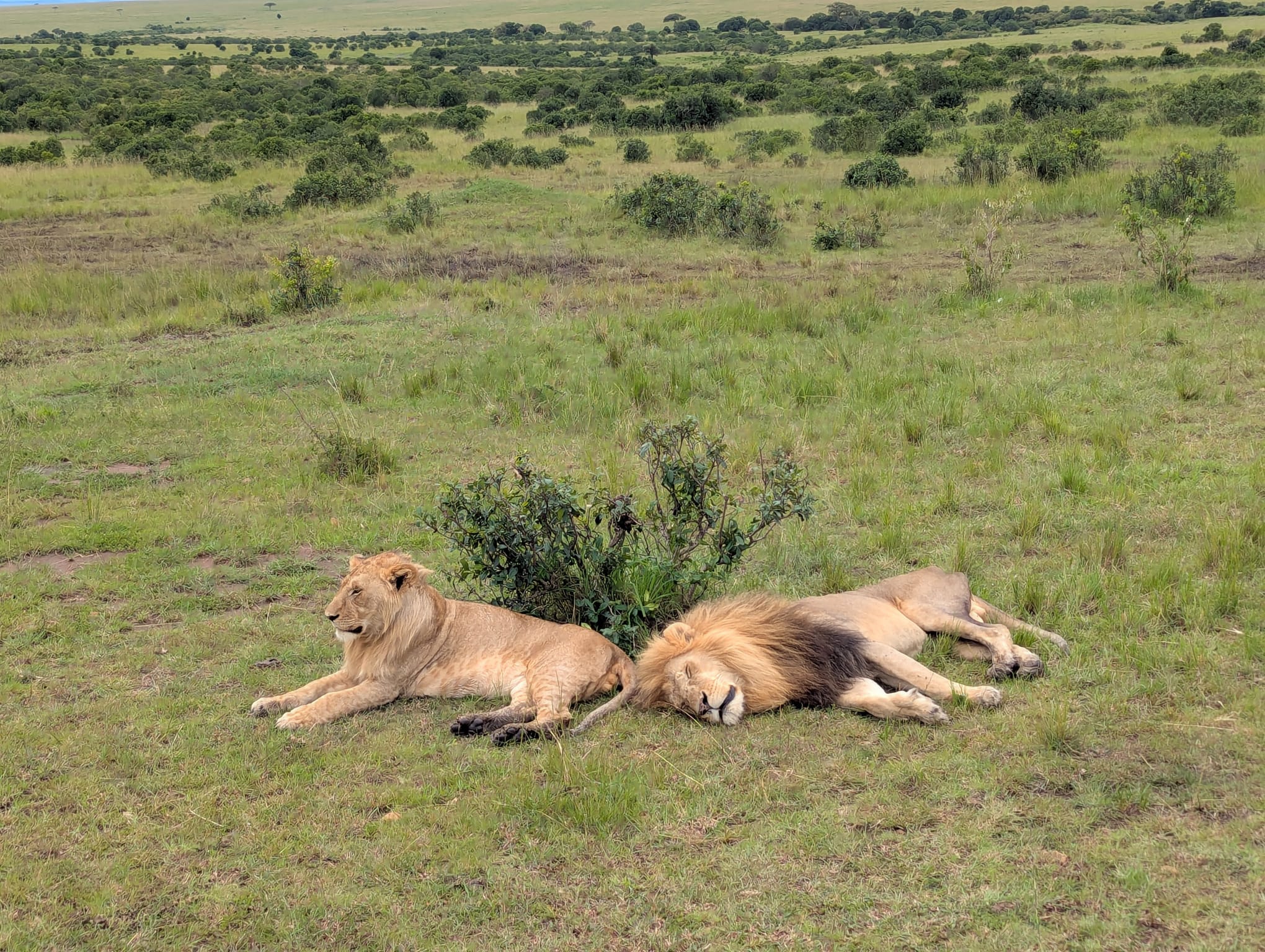 Two male lions resting on green grassland beside a low bush in the Maasai Mara, Kenya