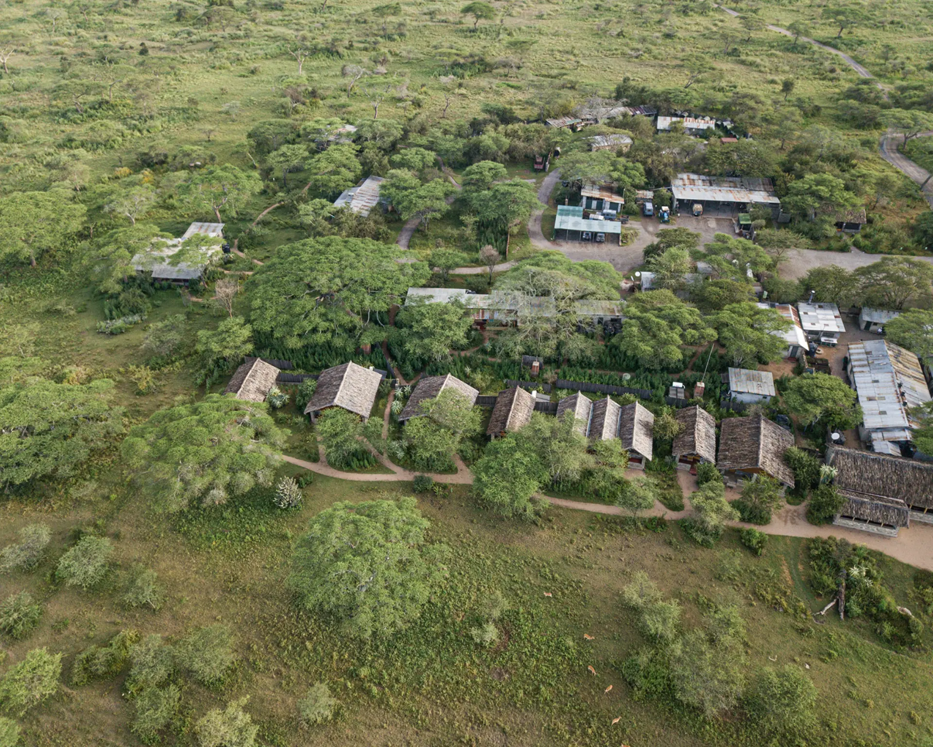 Aerial view of thatched-roof cottages at Ndutu Safari Lodge surrounded by green savanna in Tanzania