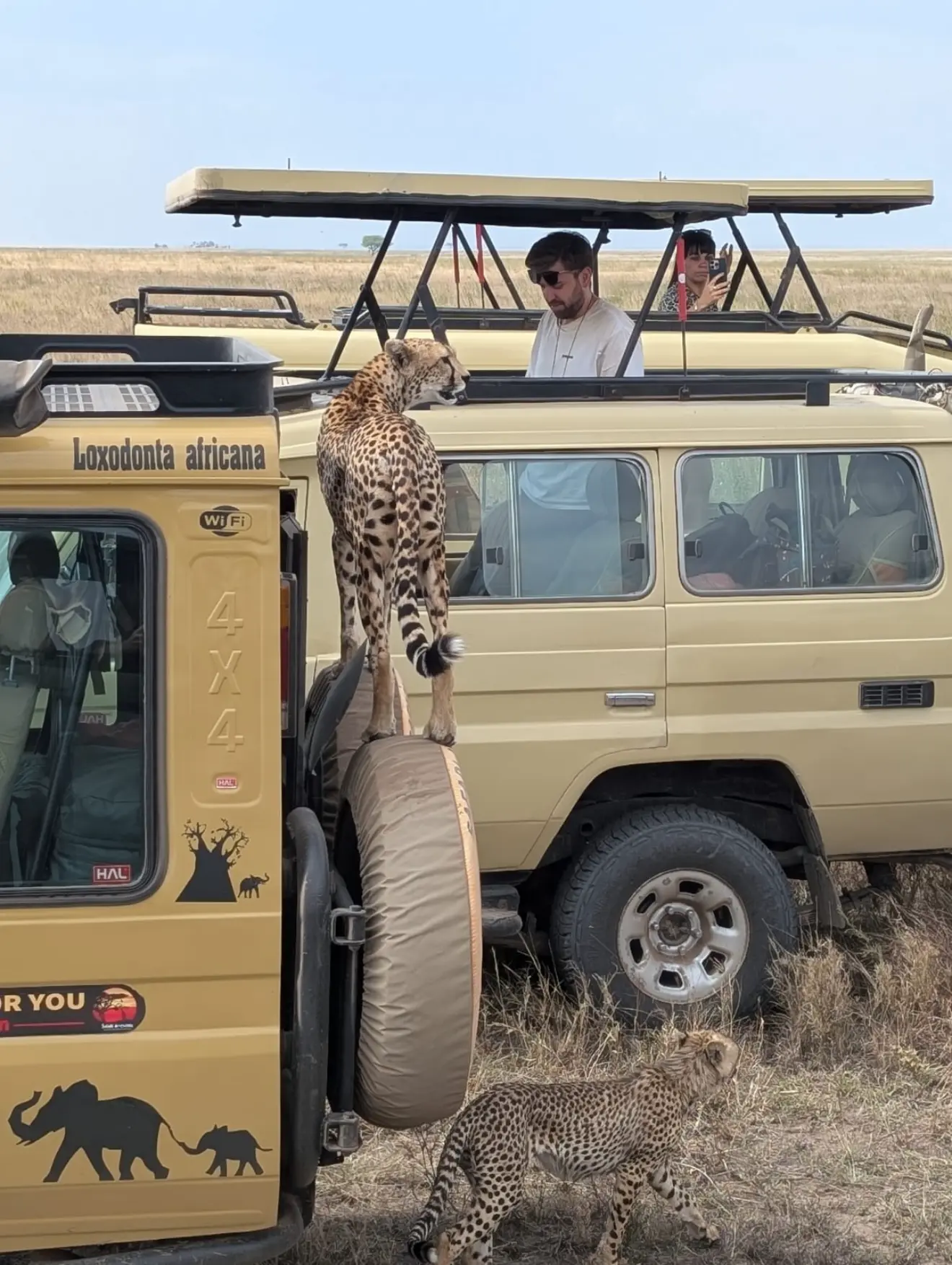 A cheetah standing on the spare tyre of a safari vehicle while guests photograph it in the Serengeti